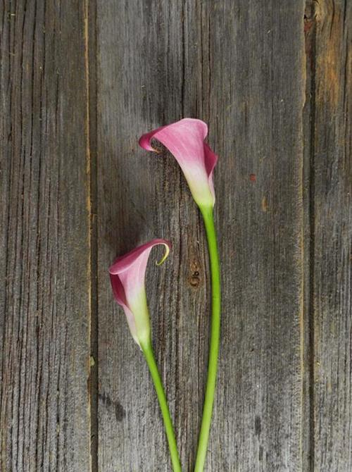  DARK - HOT PINK MINI CALLA LILIES